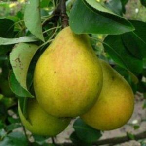 Саженцы груши Большая летняя Bolschaja letnjaja