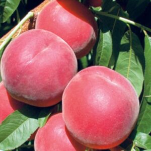 Саженцы персика Флеминг Фюри Persik Fieming Fjuri