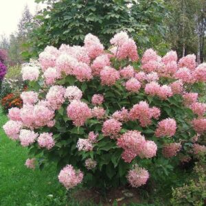 Саженцы гортензии метельчатой Фонтом Gortenzija metelcetaja