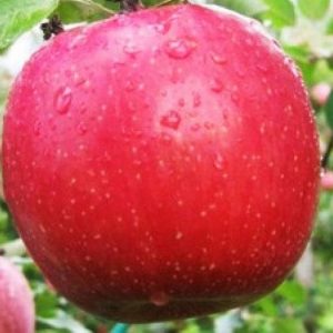 Саженцы яблони Фуджи Jablonja