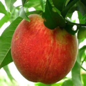 Саженцы персика Искра Iskra