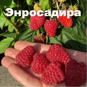 Саженцы малины ремонтантной Энросадира Саженцы малины ремонтантной Энросадира