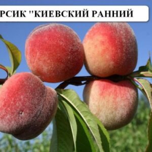 Саженцы персика Киевский ранний Саженцы персика Киевский ранний