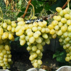 Саженцы винограда Лора Vinograd Lora