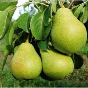 Саженцы груши Маслянистая РО Masljanistaja RO