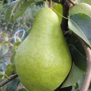 Саженцы груши Ноябрьская (Ксения) Gruscha Nojabrskaja