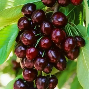 Саженцы черешни Саммит Sammit