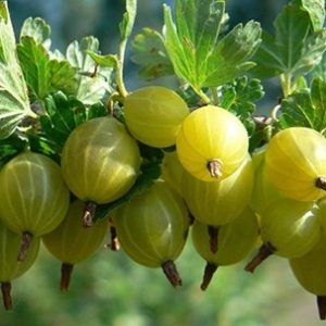 Саженцы крыжовника сорта Коралл Саженцы крыжовника Коралл