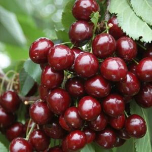 Саженцы черешни Сильвия Silviya