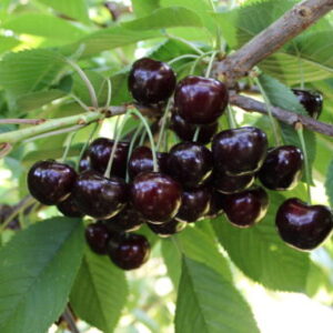 Саженцы черешни Ванда Vanda
